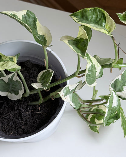Efeutute 'N'Joy' – 2 frisch eingetopfte Ableger (Ø 13cm Topf)