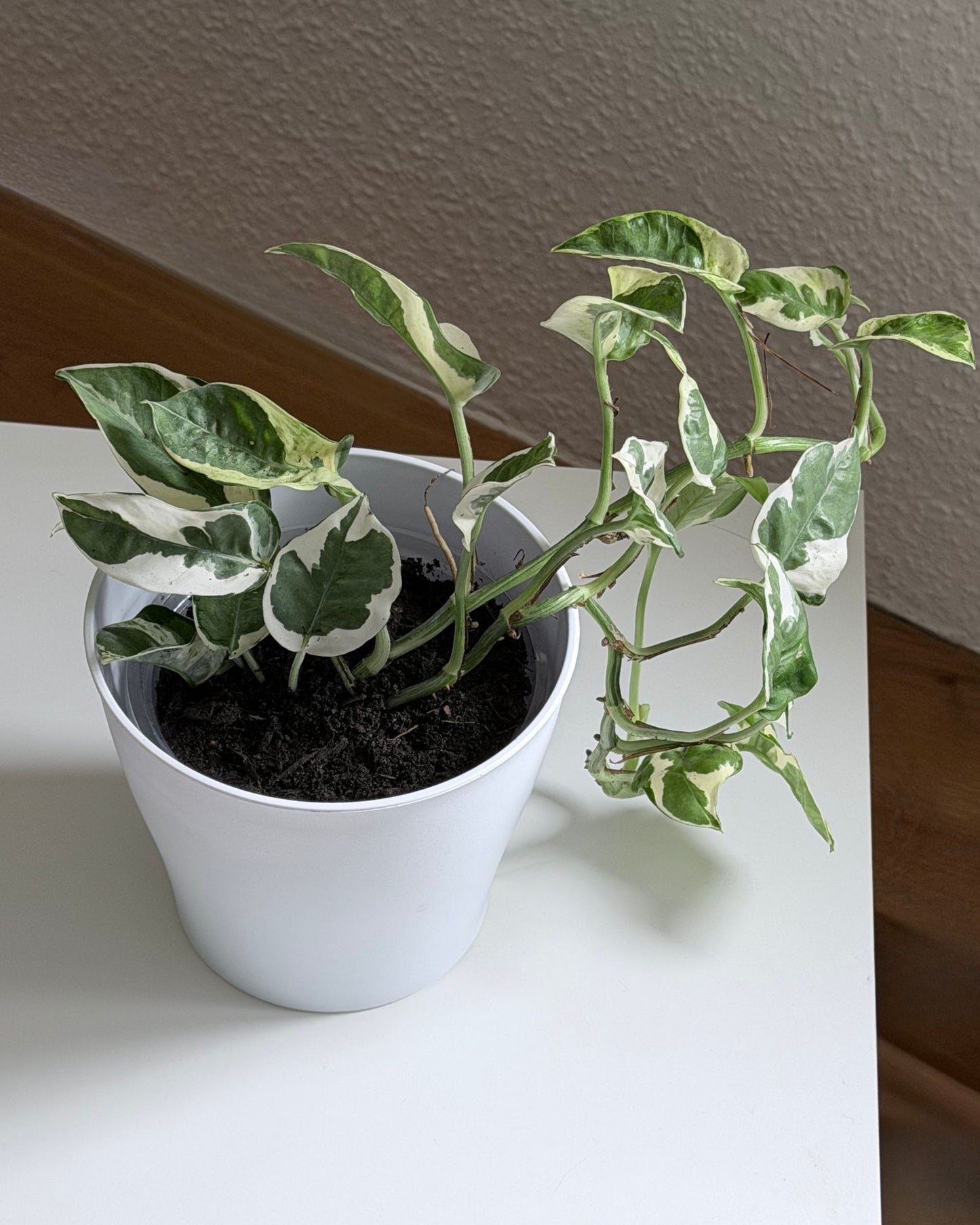 Efeutute 'N'Joy' – 2 frisch eingetopfte Ableger (Ø 13cm Topf)