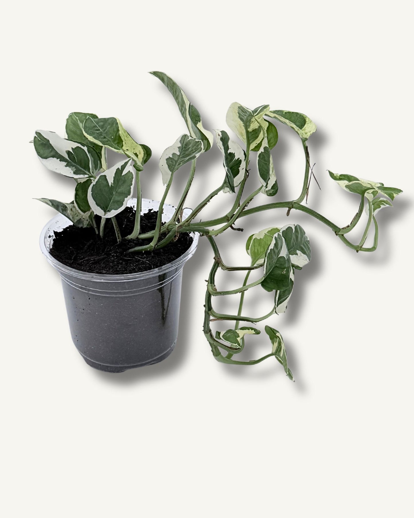 Efeutute 'N'Joy' – 2 frisch eingetopfte Ableger (Ø 13cm Topf)