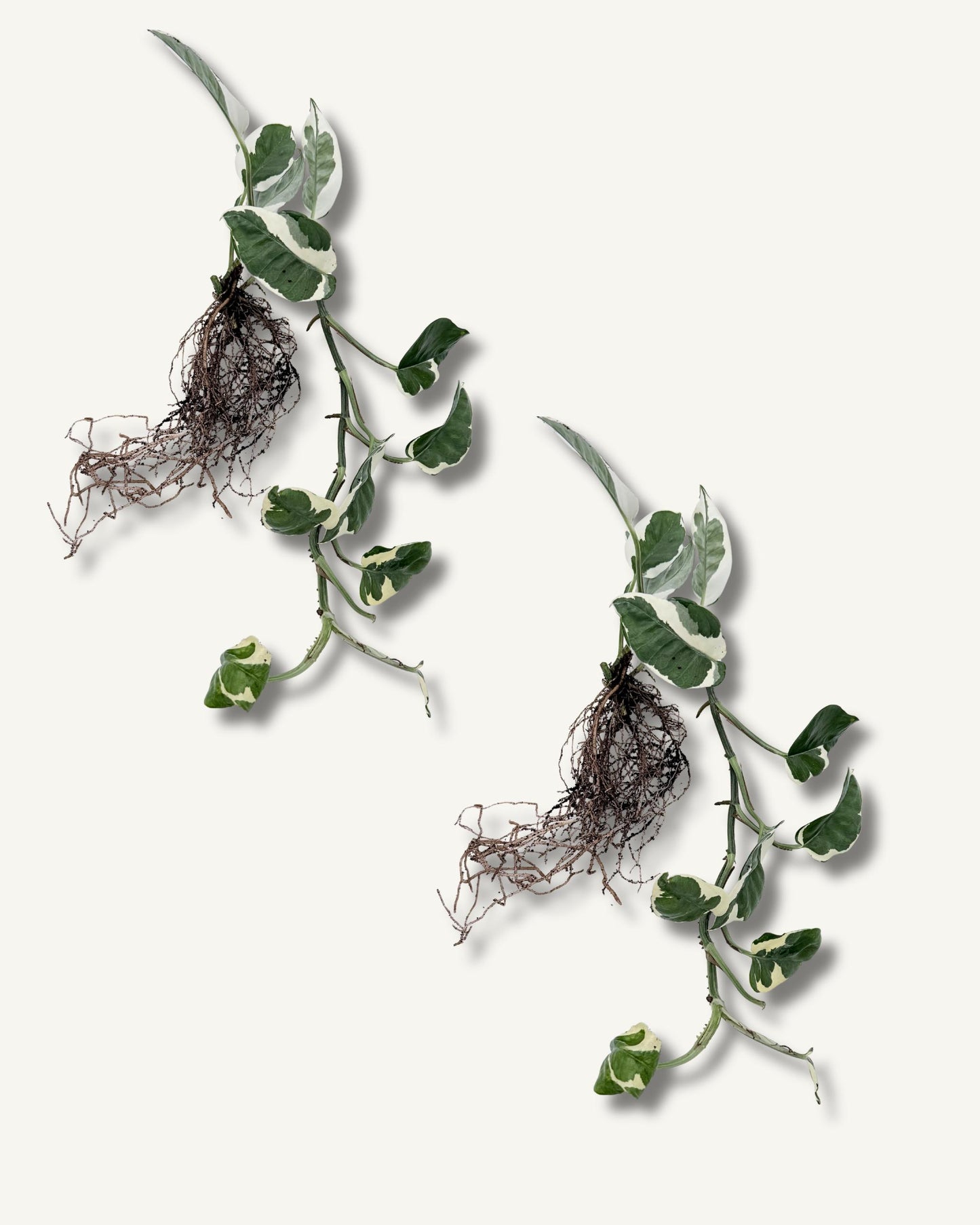 efeutute njoy ableger extra groß 2er set