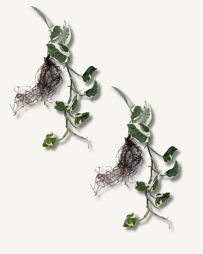 efeutute njoy ableger extra groß 2er set