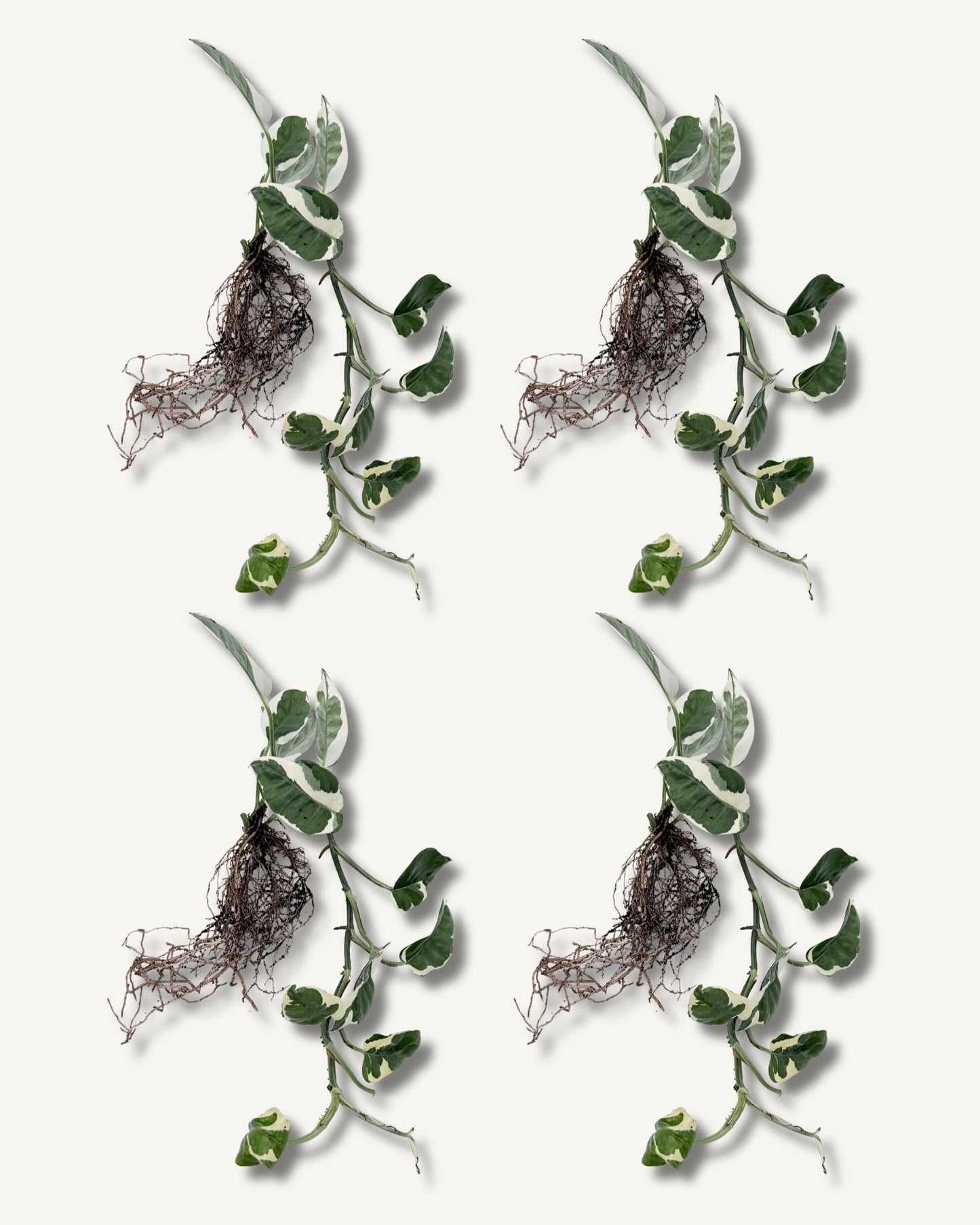 efeutute njoy ableger extra groß 4er set