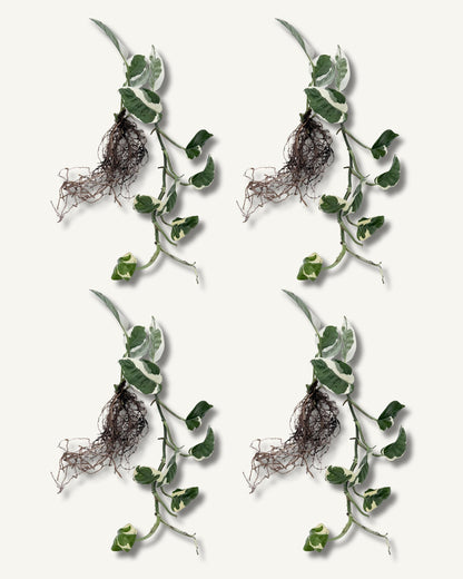 efeutute njoy ableger extra groß 4er set