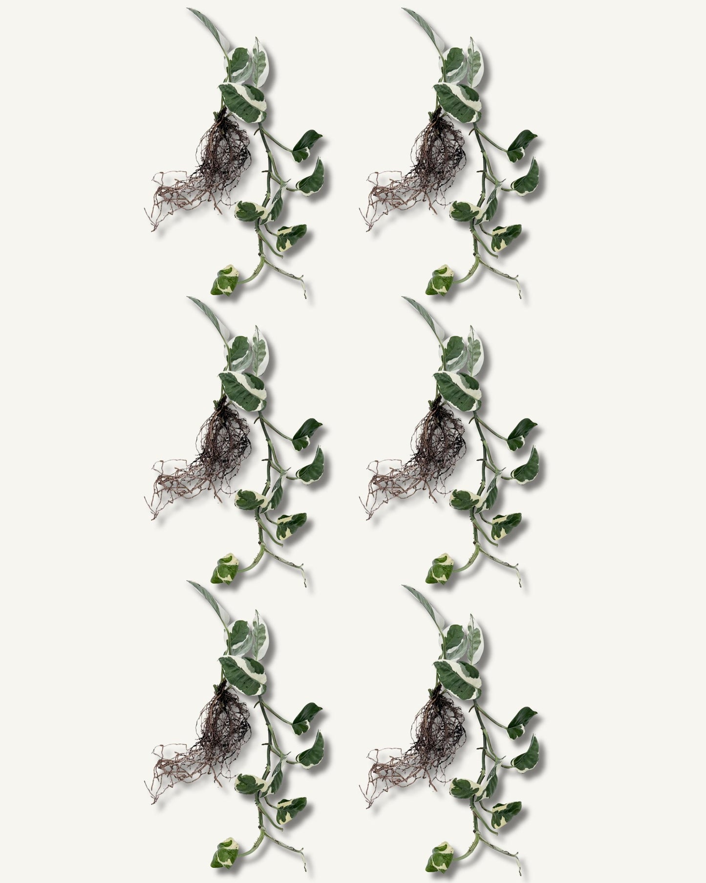 efeutute njoy ableger extra groß 6er set