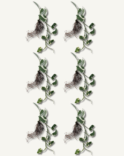 efeutute njoy ableger extra groß 6er set