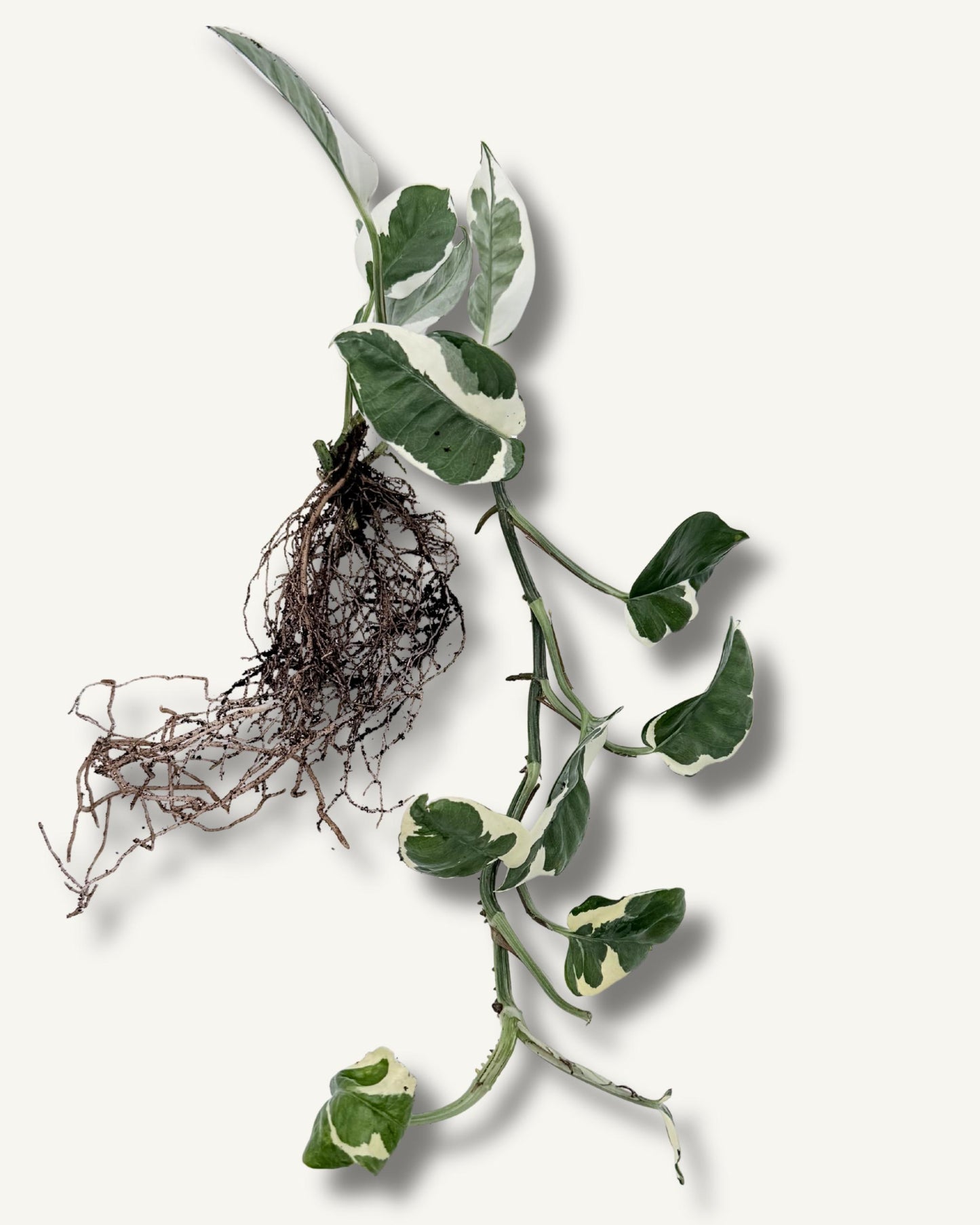 Efeutute ‘Enjoy’ (Epipremnum aureum) – bewurzelter Ableger extra groß