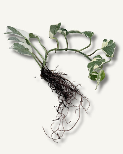 Efeutute ‘Enjoy’ (Epipremnum aureum) – bewurzelter Ableger groß