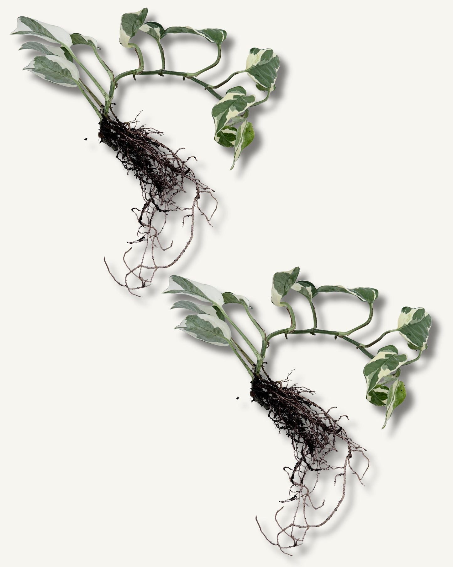 efeutute njoy ableger groß 2er set