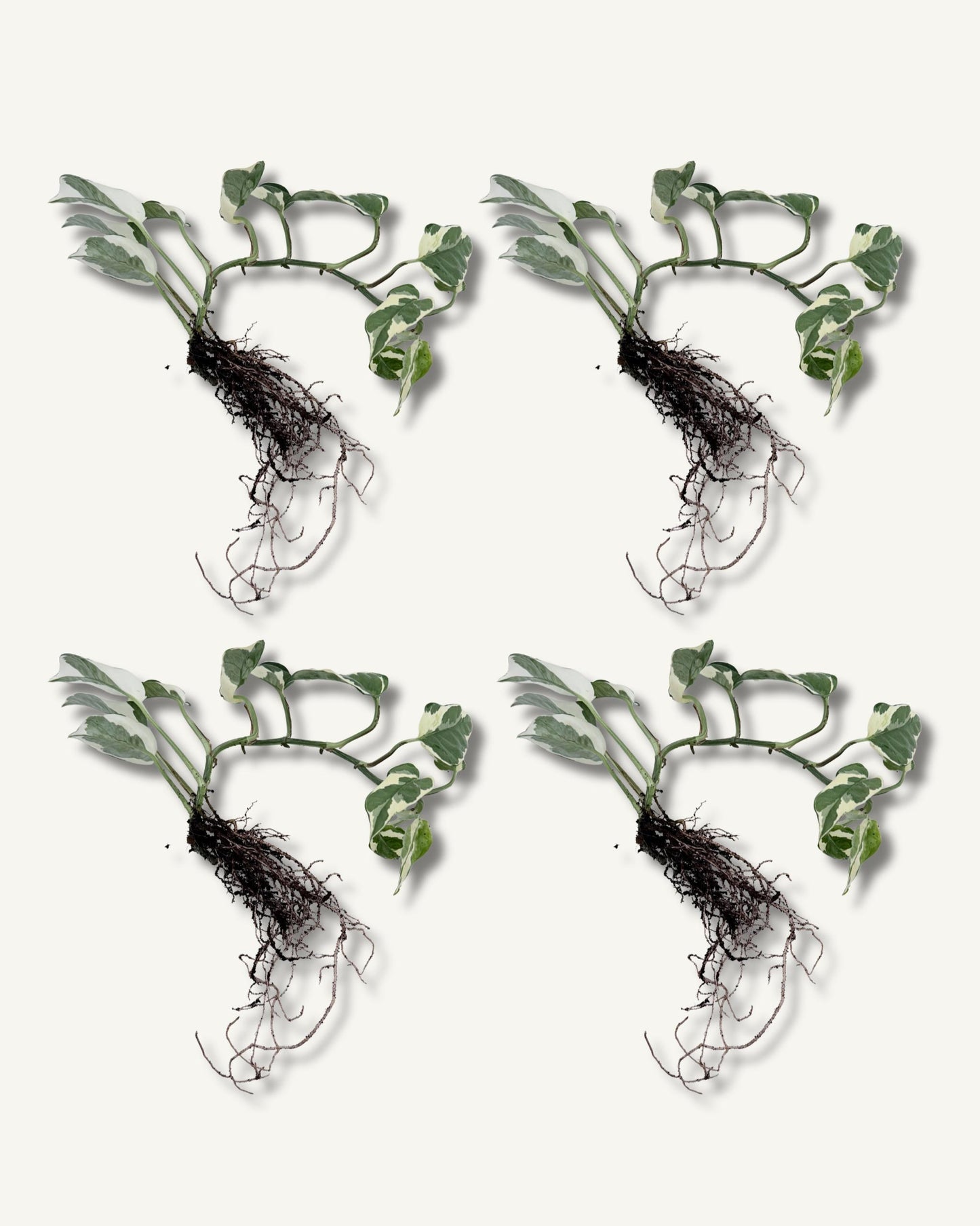 efeutute njoy ableger groß 4er set