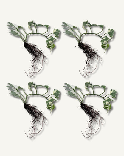 efeutute njoy ableger groß 4er set