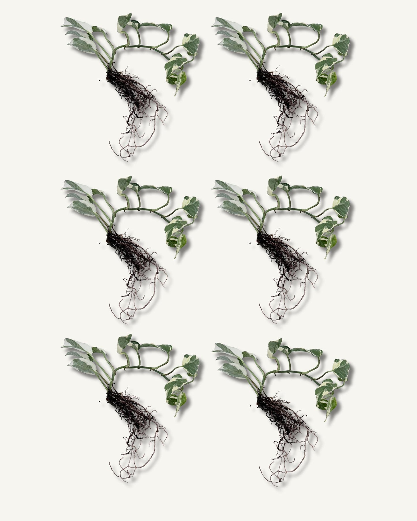 efeutute njoy ableger groß 6er set