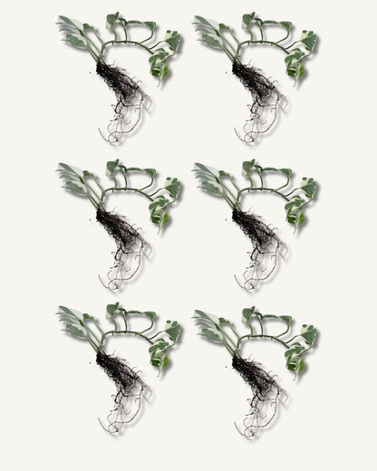 efeutute njoy ableger groß 6er set