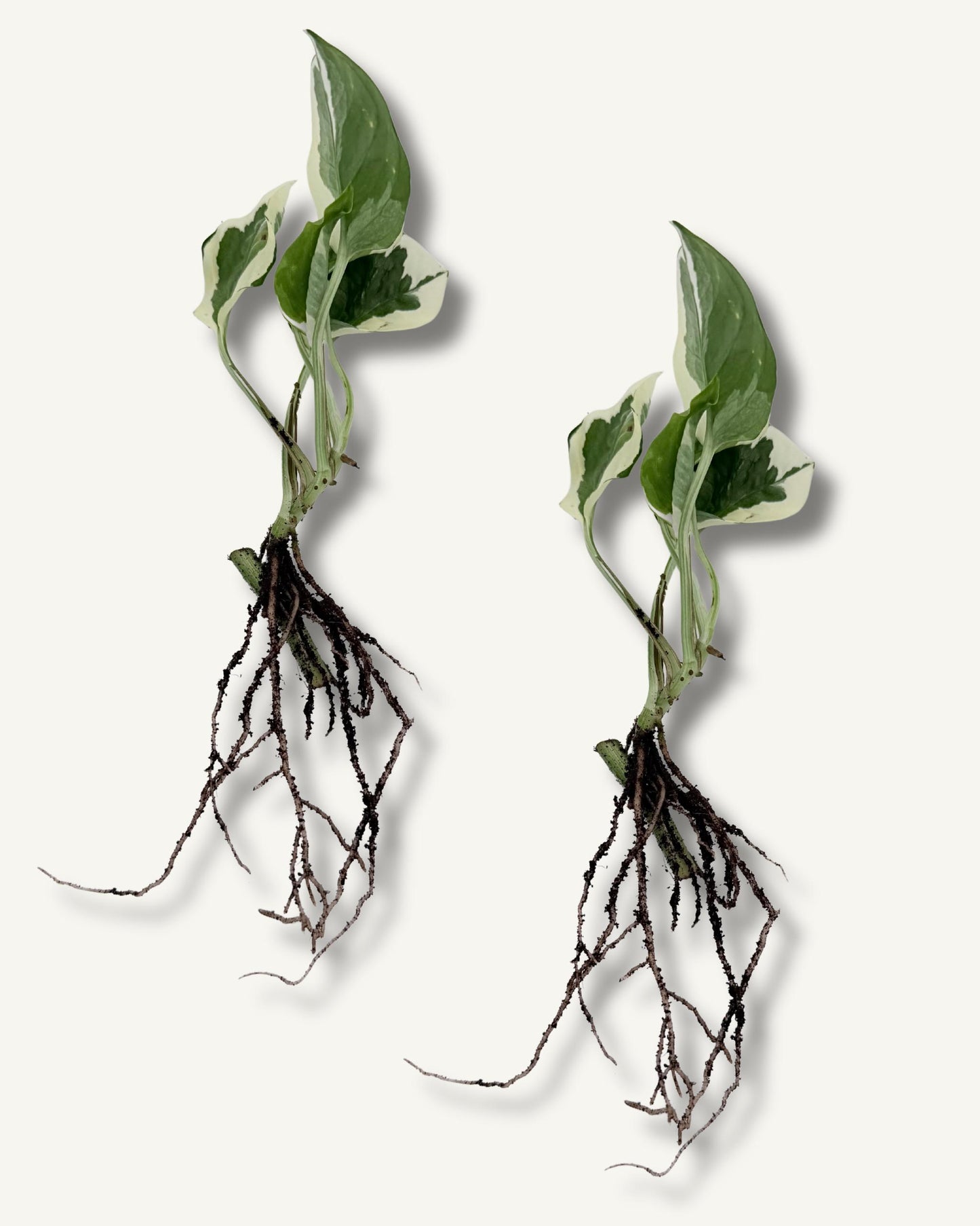 efeutute njoy ableger klein 2er set