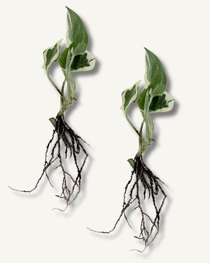 efeutute njoy ableger klein 2er set