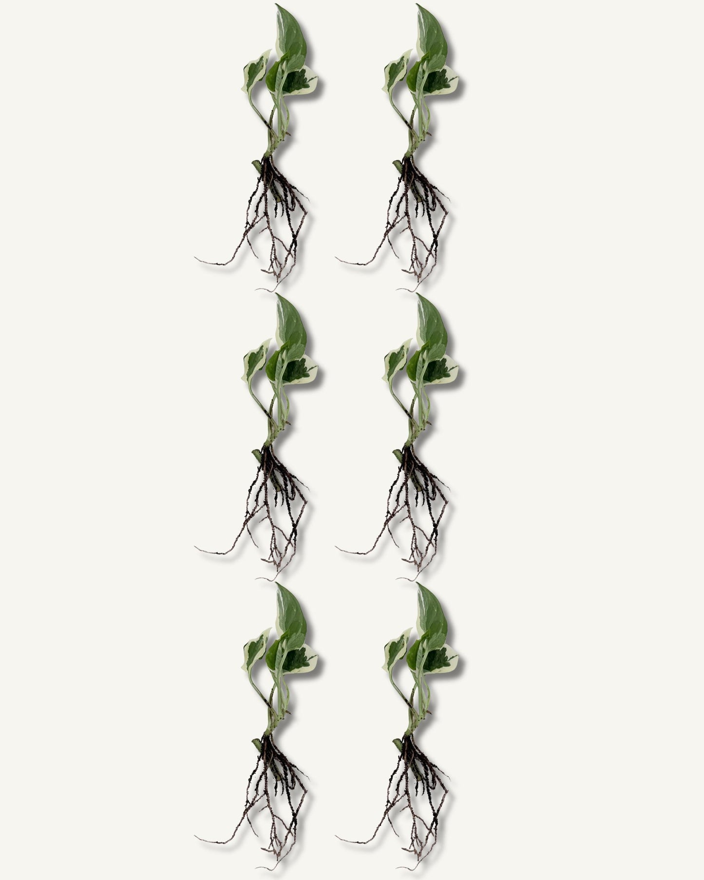 efeutute njoy ableger klein 6er set