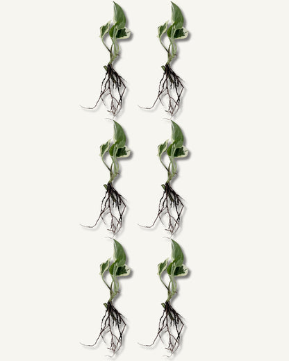 efeutute njoy ableger klein 6er set