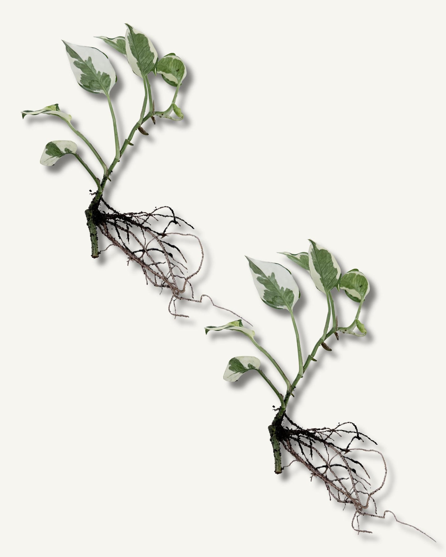 efeutute njoy ableger mittel 2er set