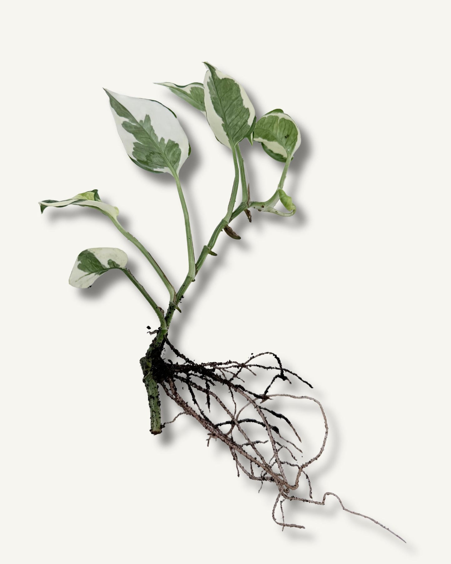 Efeutute ‘Enjoy’ (Epipremnum aureum) – bewurzelter Ableger mittel