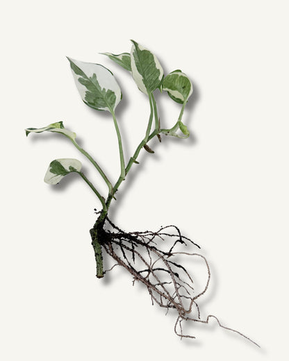 Efeutute ‘Enjoy’ (Epipremnum aureum) – bewurzelter Ableger mittel