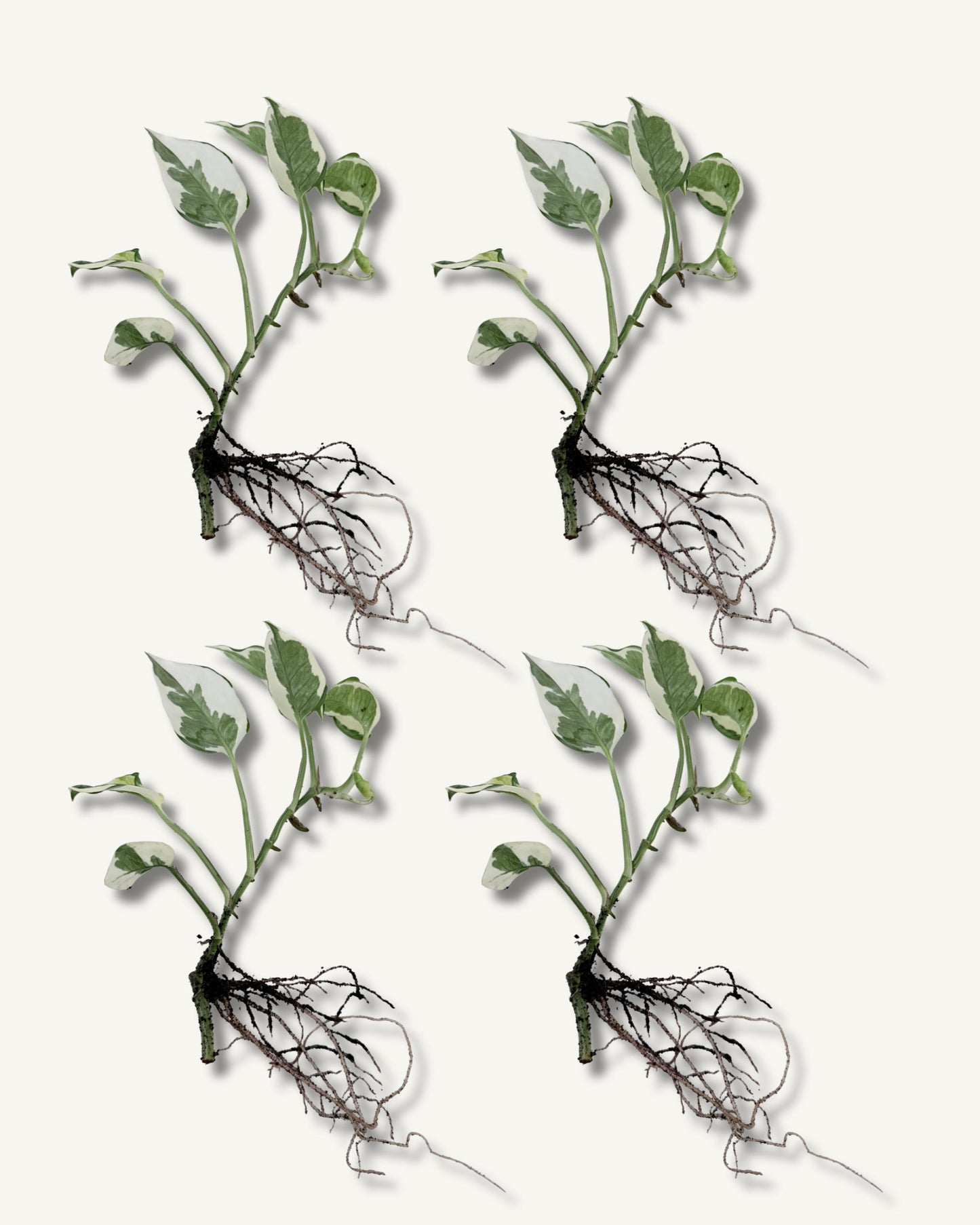 efeutute njoy ableger mittel 4er set