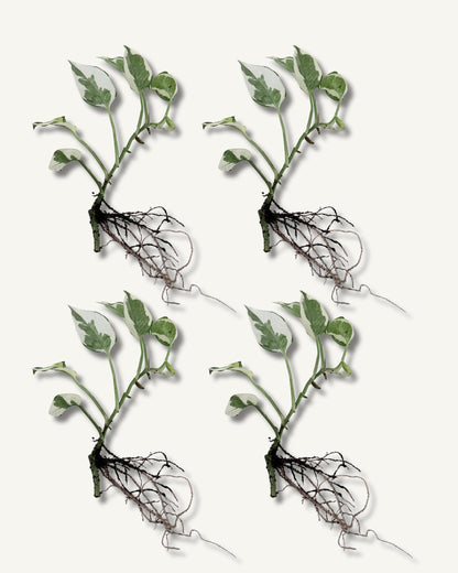 efeutute njoy ableger mittel 4er set