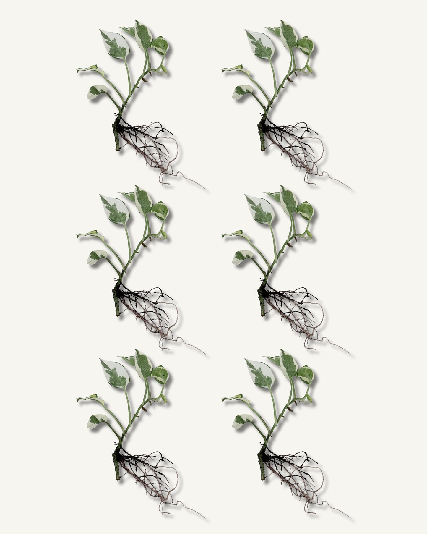 efeutute njoy ableger mittel 6er set