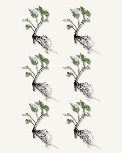 efeutute njoy ableger mittel 6er set