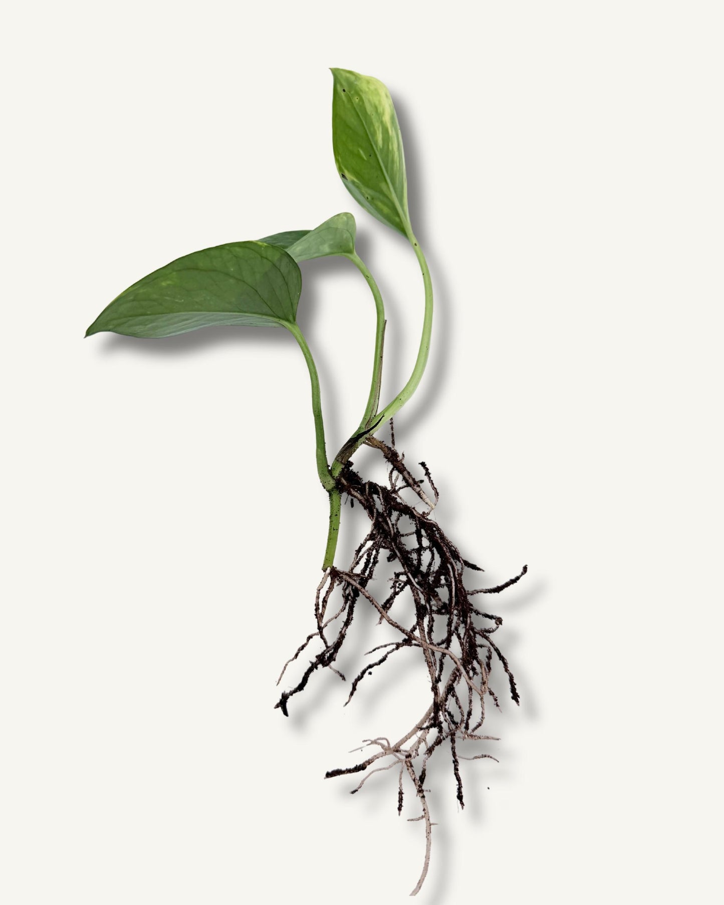Efeutute aureum (Epipremnum aureum) – bewurzelter Ableger