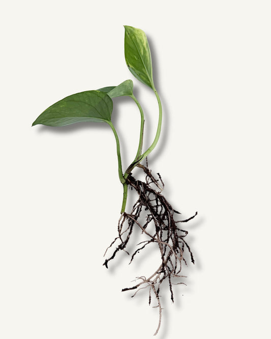 Efeutute aureum (Epipremnum aureum) – bewurzelter Ableger