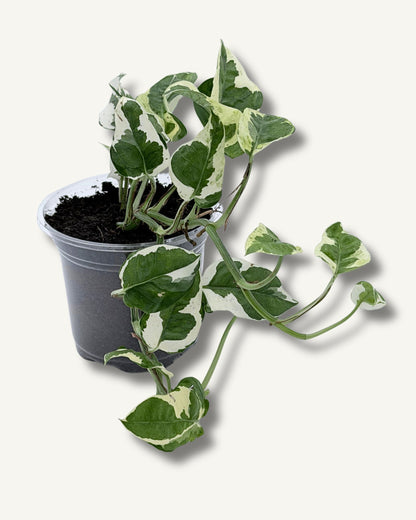 Efeutute 'N'Joy' – 2 frisch eingetopfte Ableger (Ø 13cm Topf)