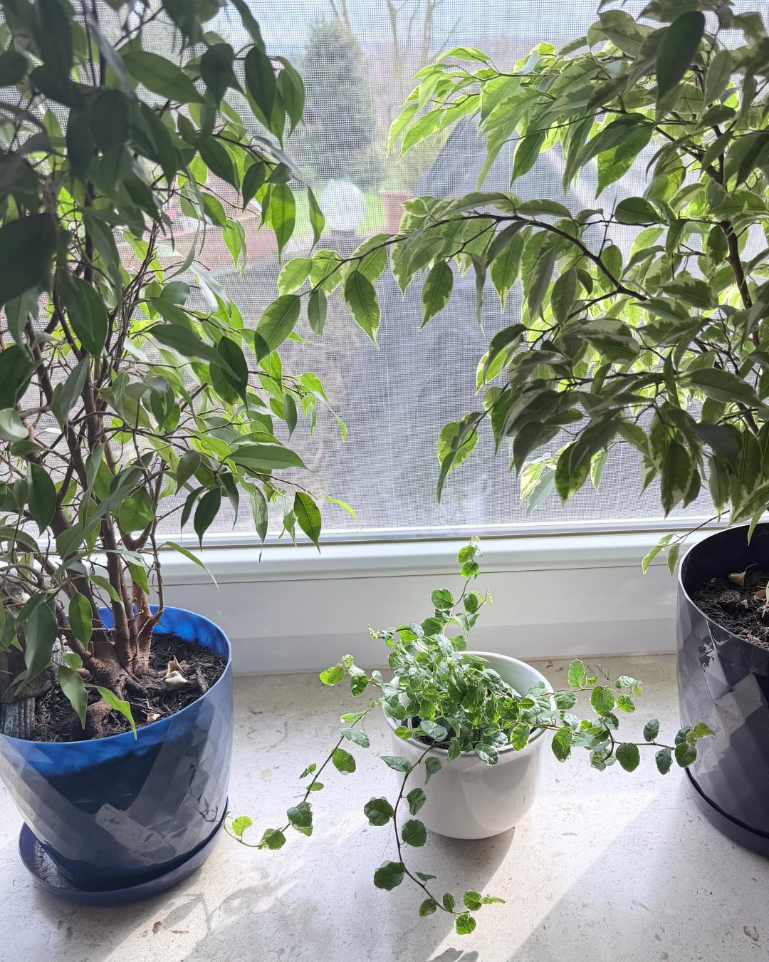 ficus pumila dekorativ