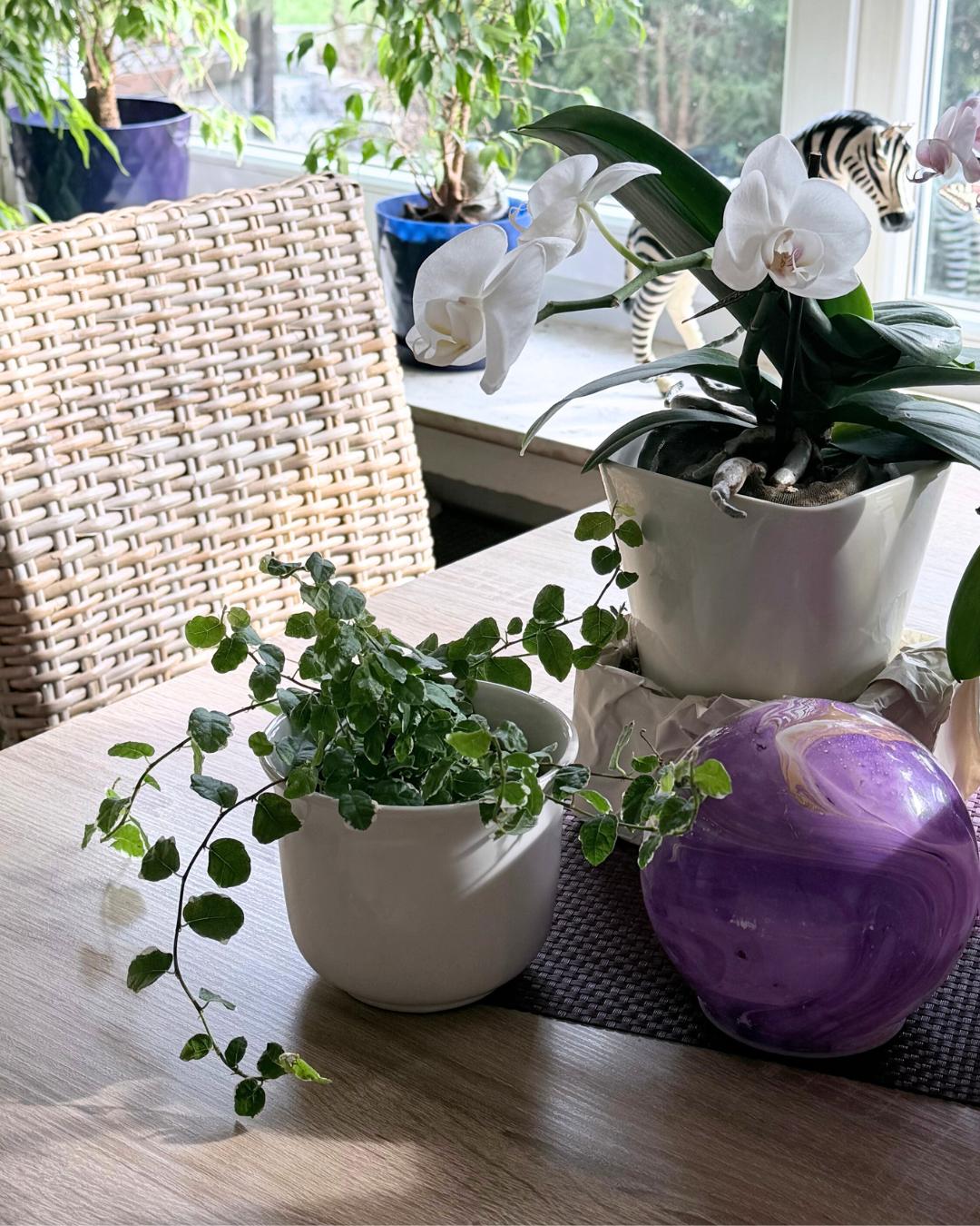 ficus pumila kletterfeige ausgewachsen
