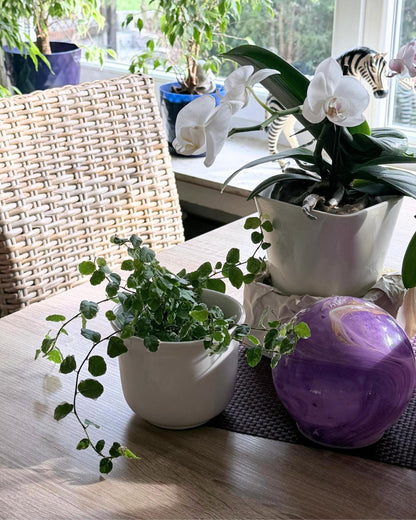 ficus pumila kletterfeige ausgewachsen
