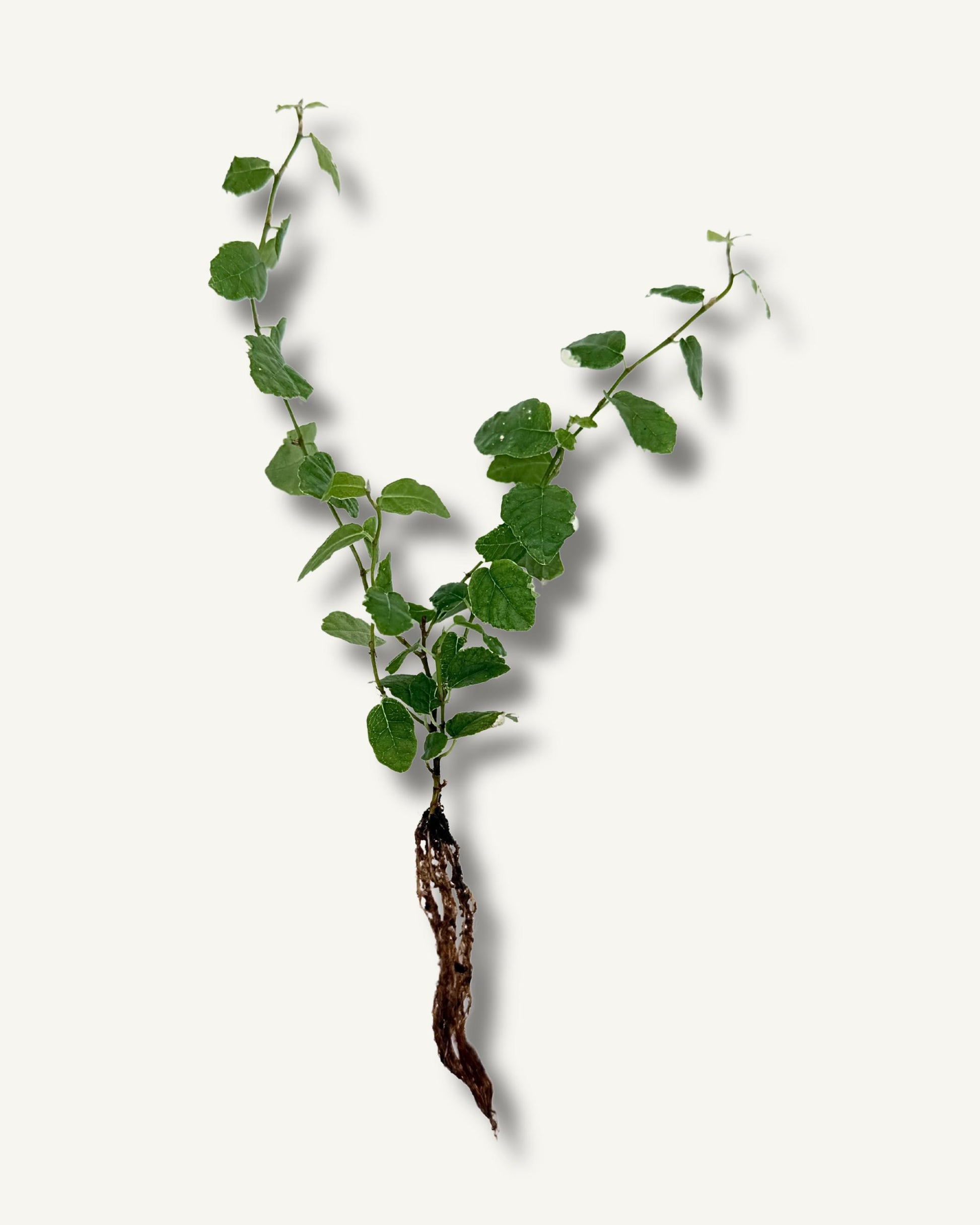 Ficus pumila steckling kletterfeige