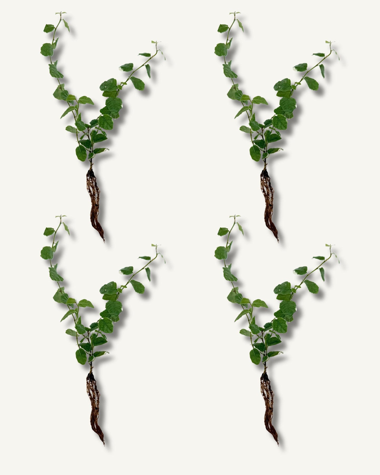 Ficus pumila steckling im 4er set