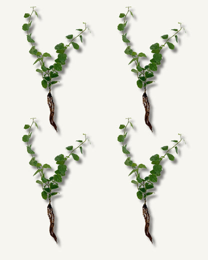 Ficus pumila steckling im 4er set