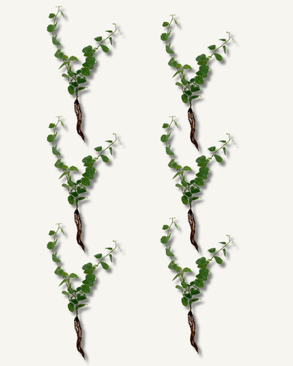 Ficus pumila steckling im 6er set