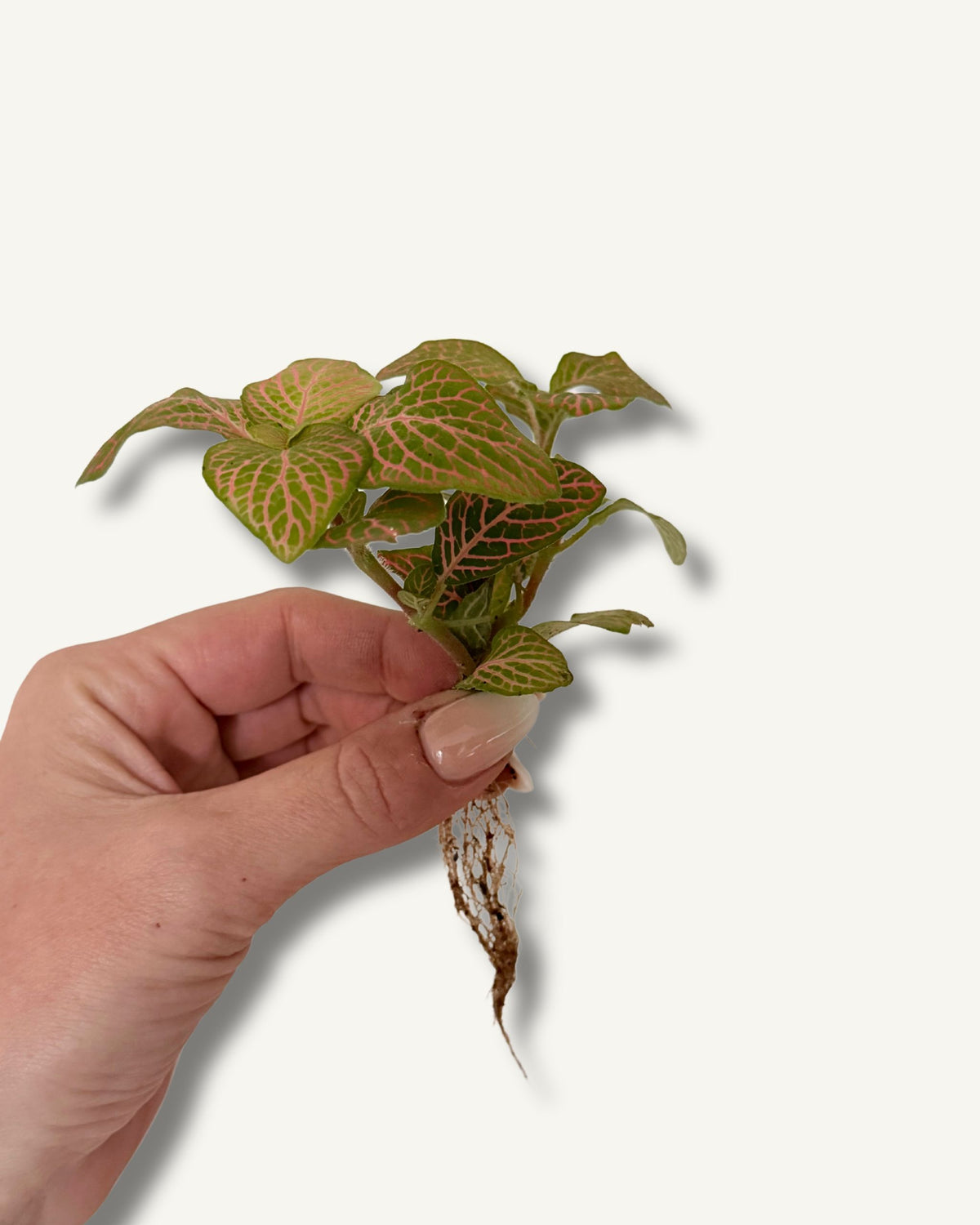 fittonia grün rosa ableger größe