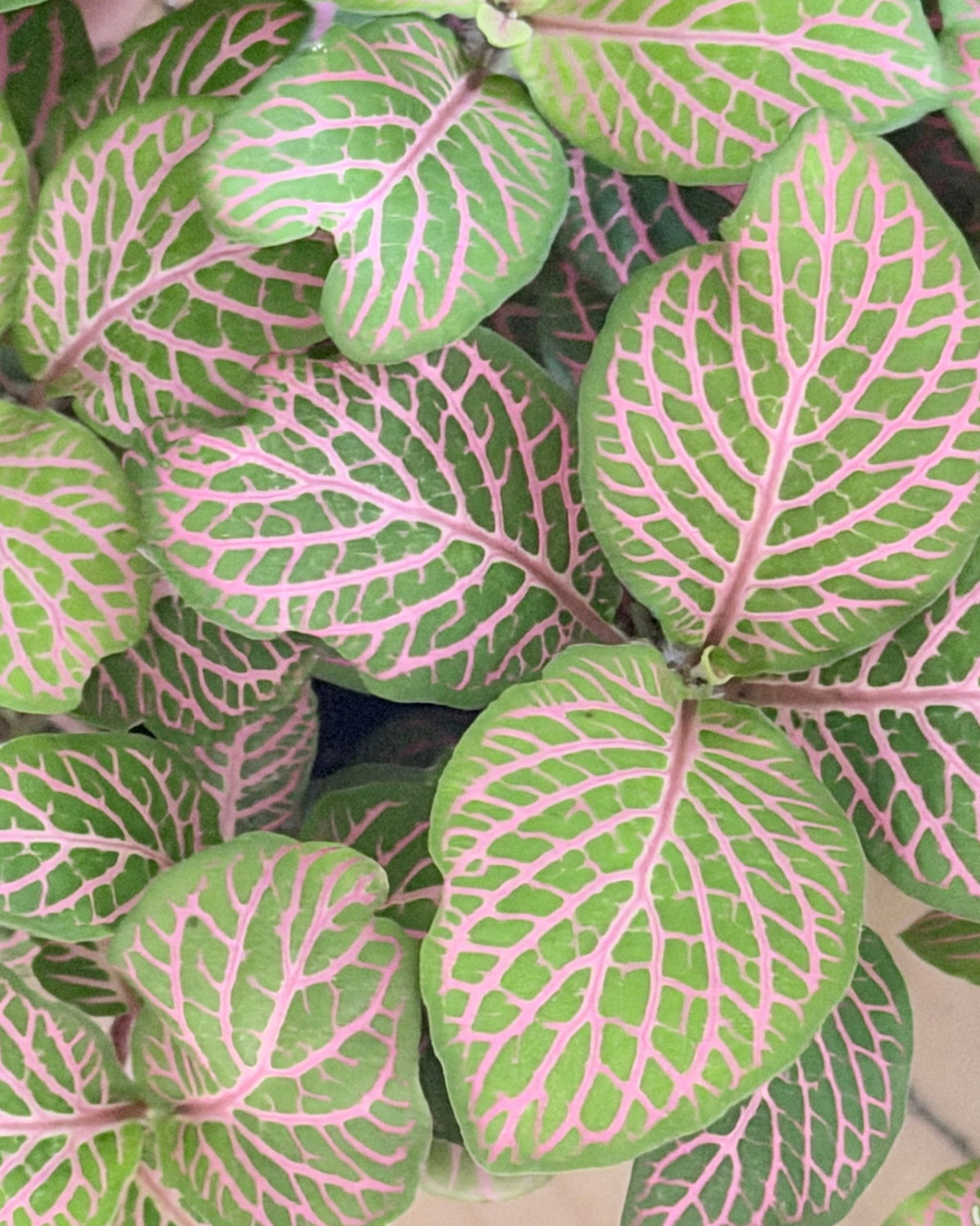 fittonia grün rosa blätter nahaufnahme
