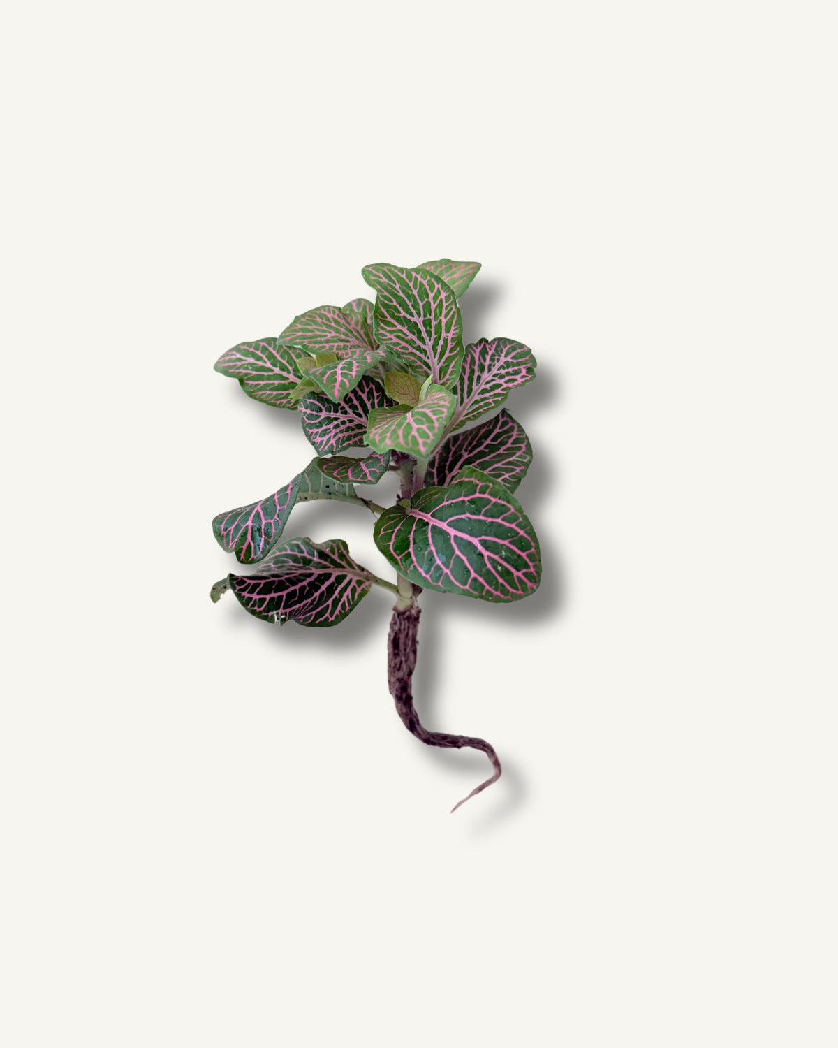 fittonia grün rosa ableger