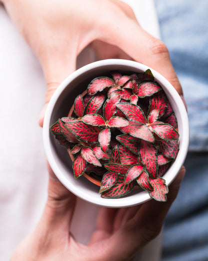 fittonia rot im Topf