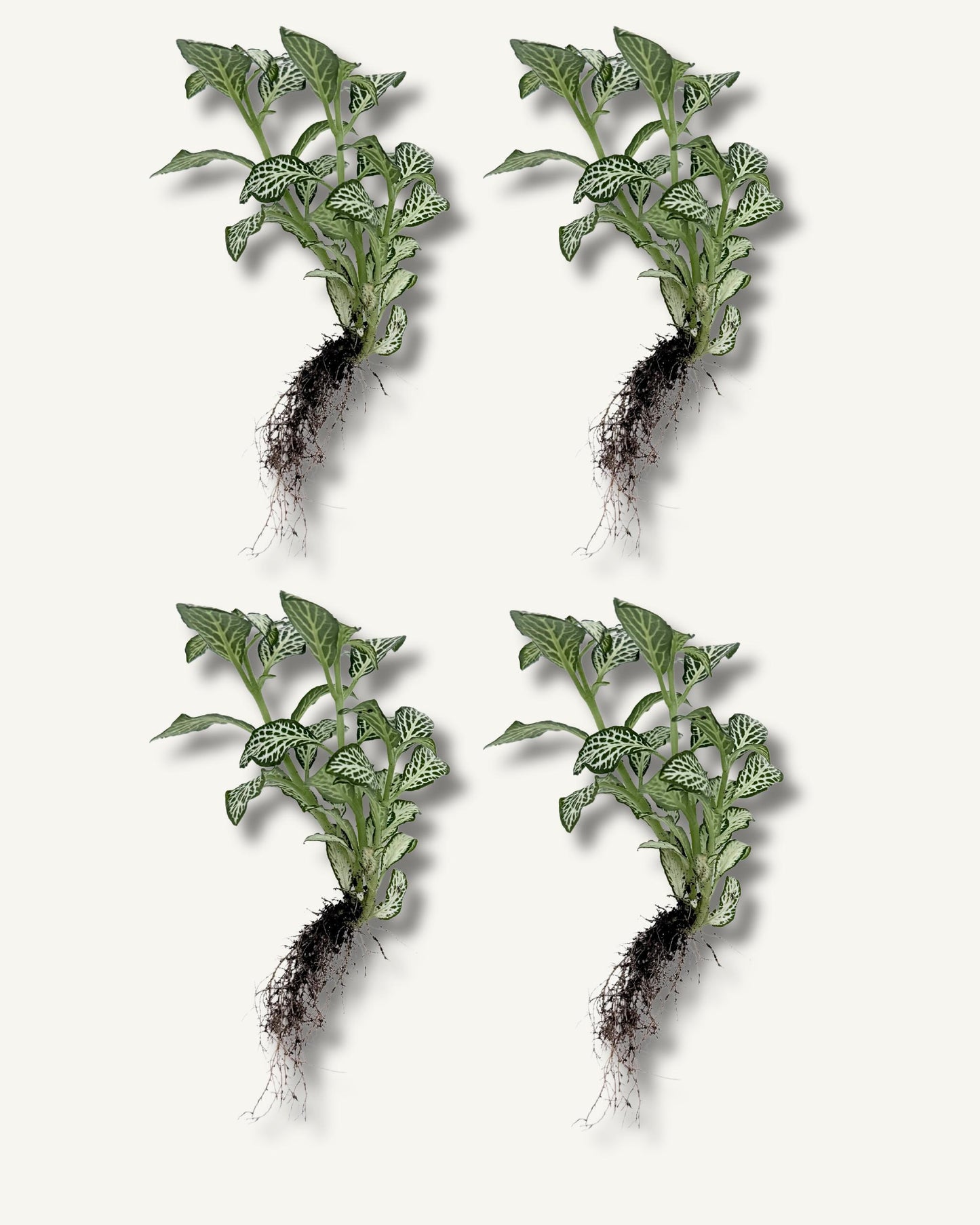 fittonia weiß 4er set