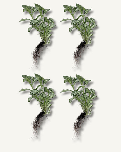 fittonia weiß 4er set