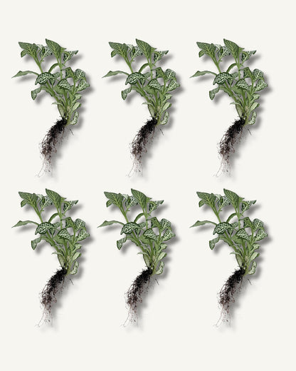 fittonia weiß 6er set