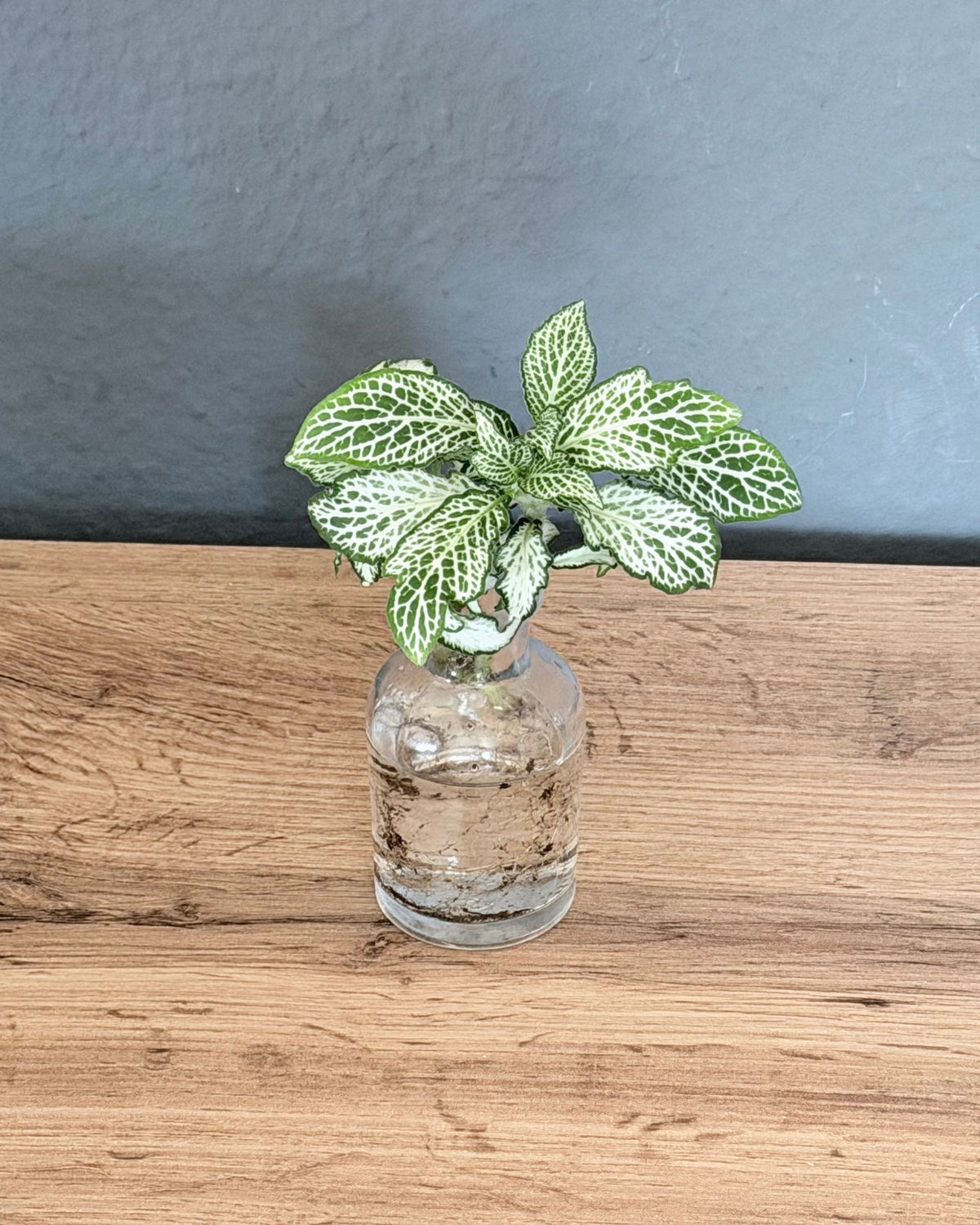 fittonia weiss hydrokultur