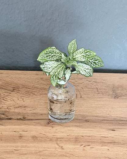 fittonia weiss hydrokultur