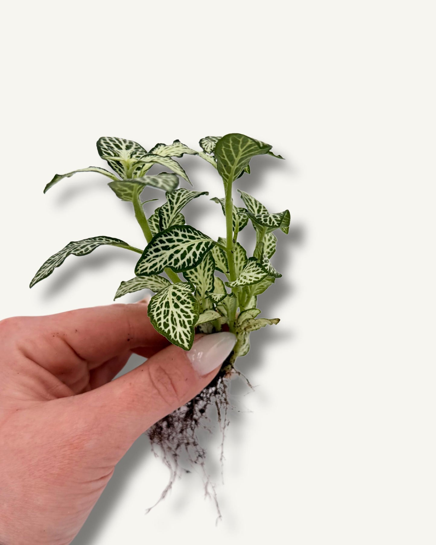Fittonia weiß Ableger – Größe in der Hand