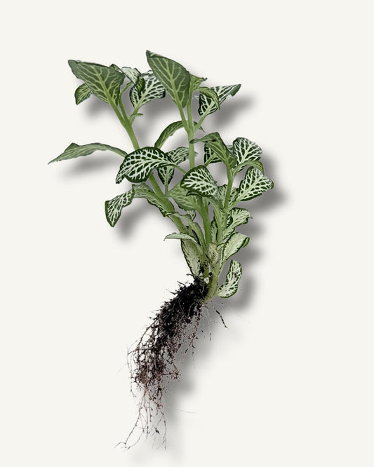 Fittonia albivenis weiß – bewurzelter Ableger