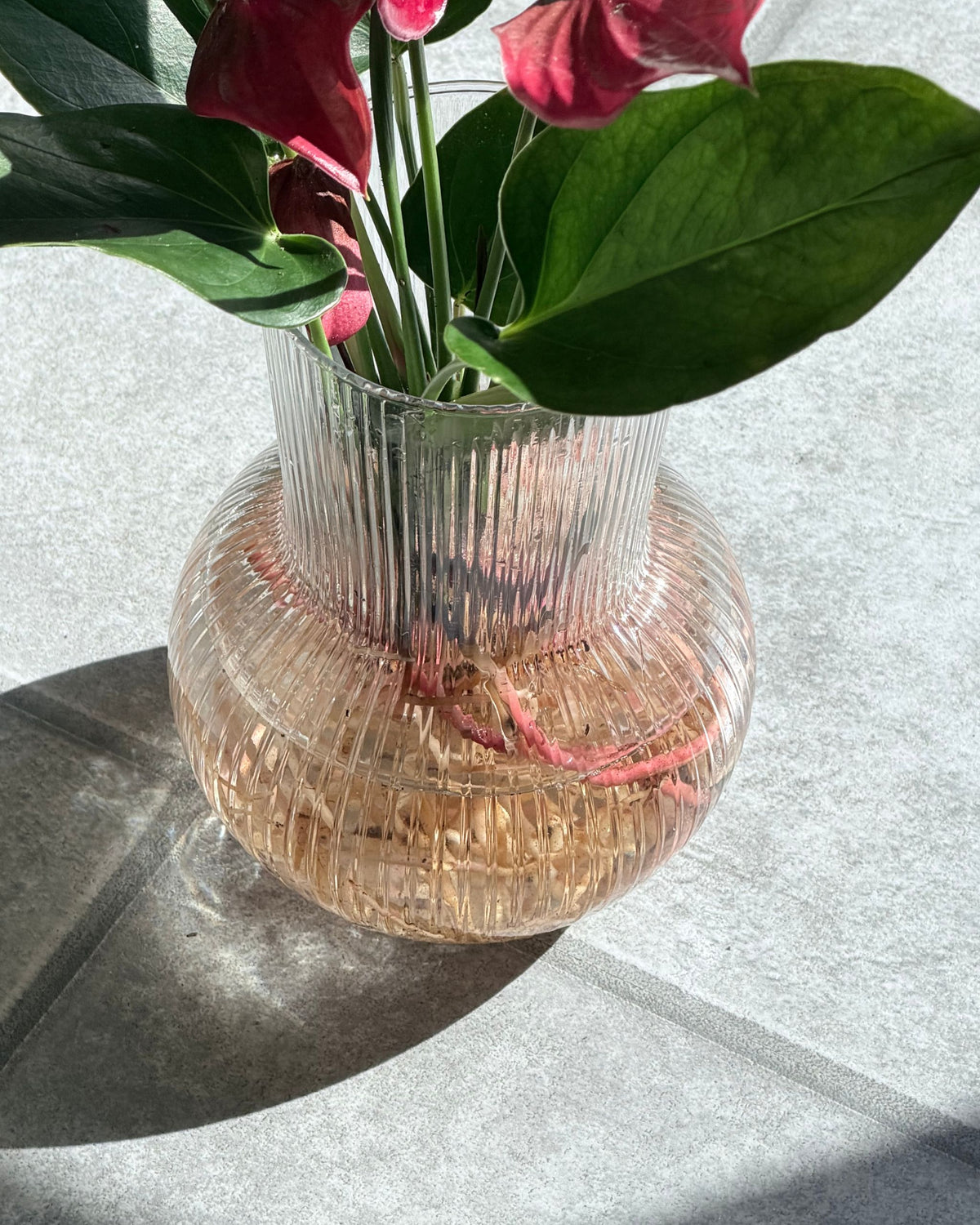 flamingoblume mit vase im set hydrokultur