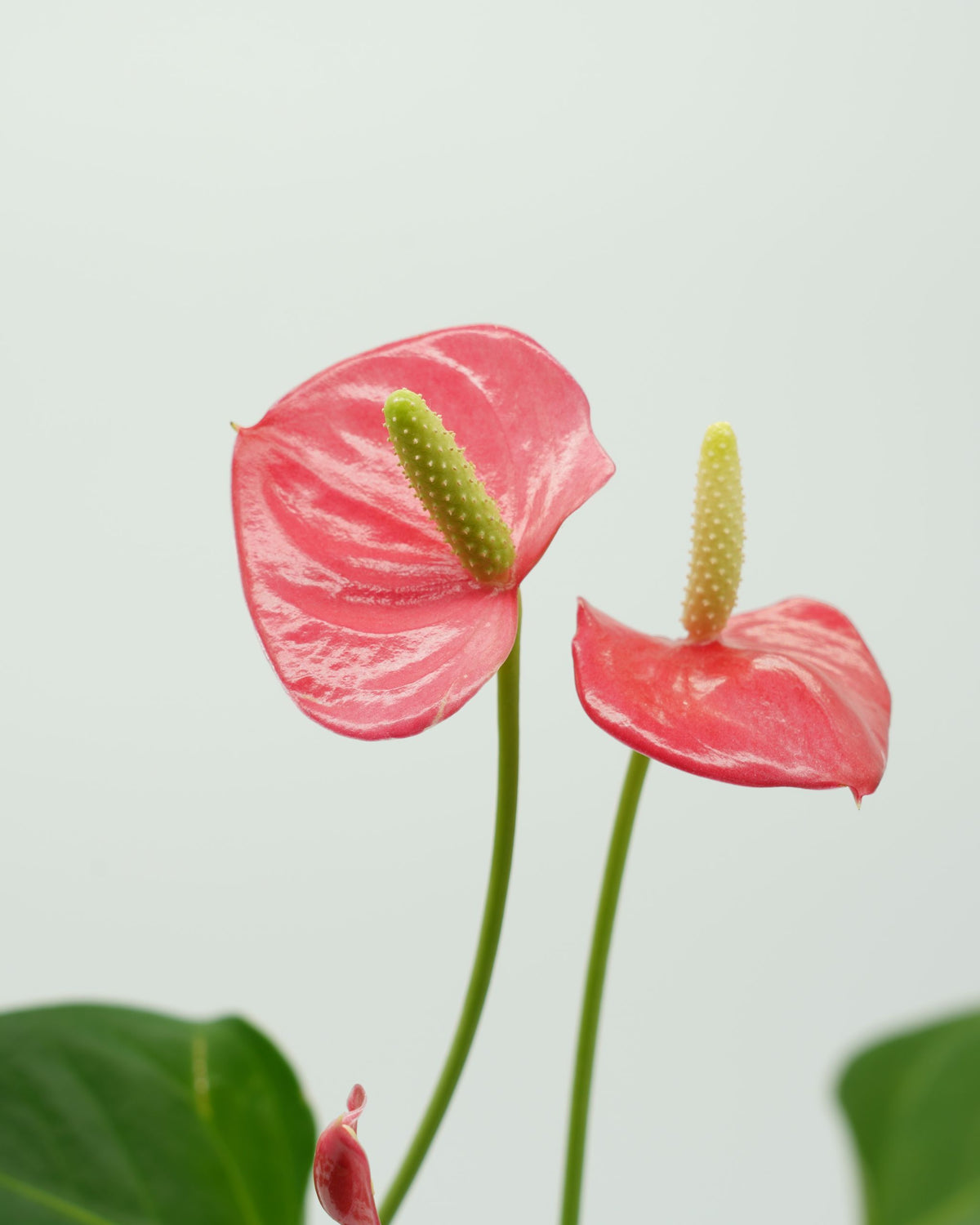 Flamingoblume Anthurium | bewurzelter Ableger